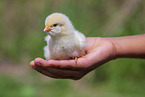 human with Chicken