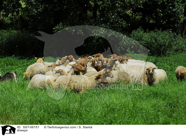 Coburger Fuchsschafe / sheeps / SST-06151