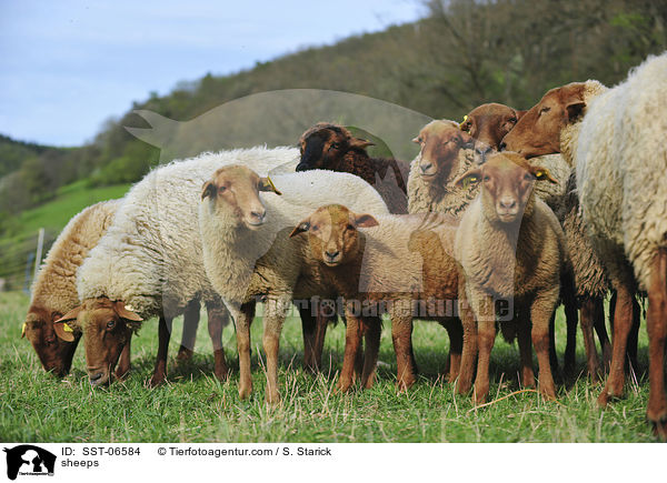 Coburger Fuchsschafe / sheeps / SST-06584