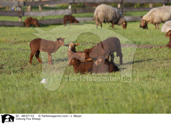 Coburg Fox Sheep / JM-07133