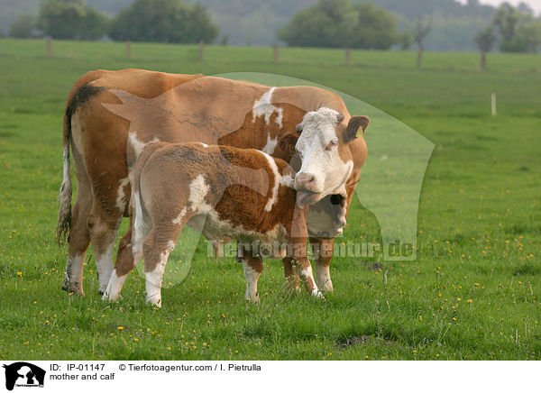 Mutterkuh leckt Kalb ab / mother and calf / IP-01147
