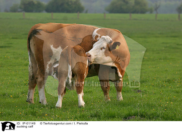 Kalb saugt bei der Mother / sucking calf / IP-01149