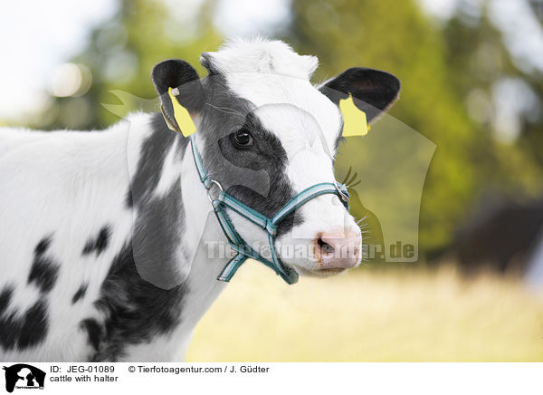 Kuh mit Halfter / cattle with halter / JEG-01089