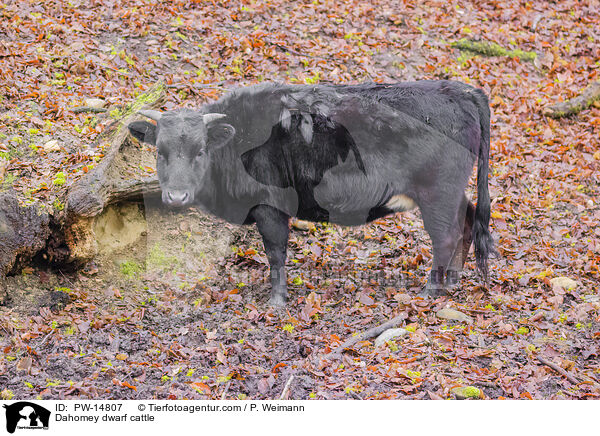 Dahomey dwarf cattle / PW-14807