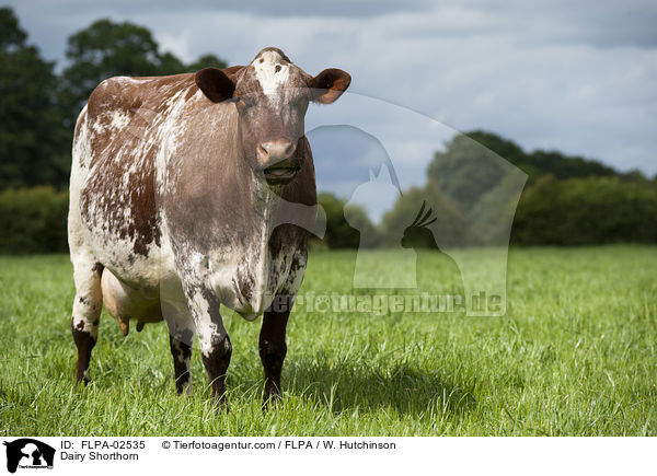 Dairy Shorthorn / Dairy Shorthorn / FLPA-02535