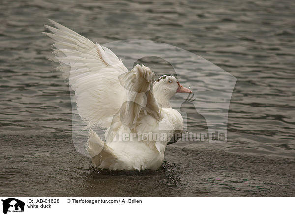 weie Hausente / white duck / AB-01628