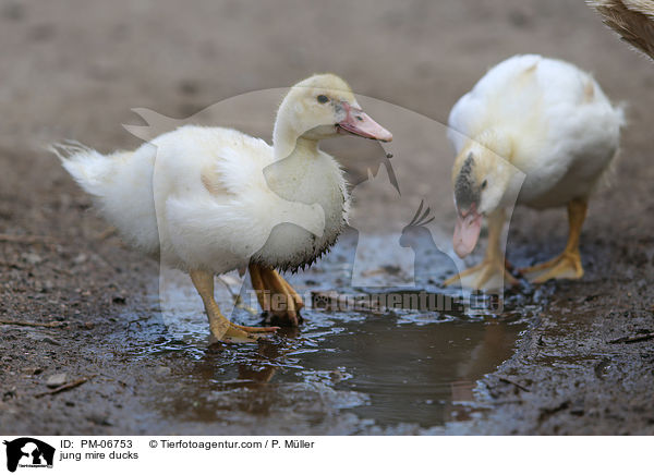 junge Hausenten / jung mire ducks / PM-06753