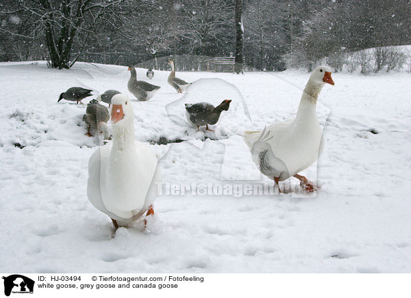 Hausgans, Graugans und Kanadagans / white goose, grey goose and canada goose / HJ-03494