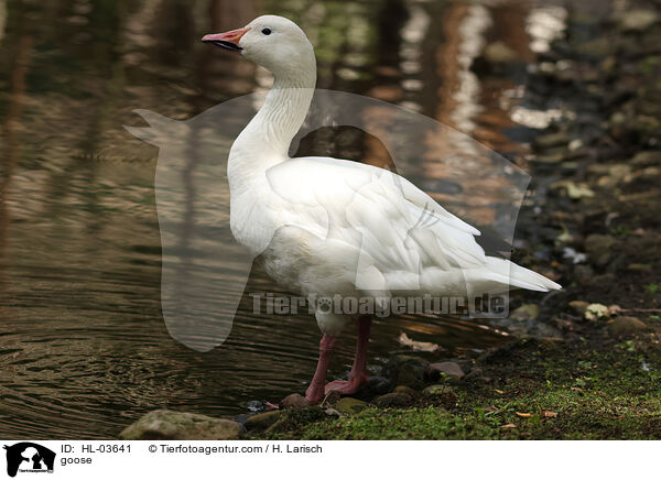 Hausgans / goose / HL-03641