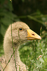 goose portrait