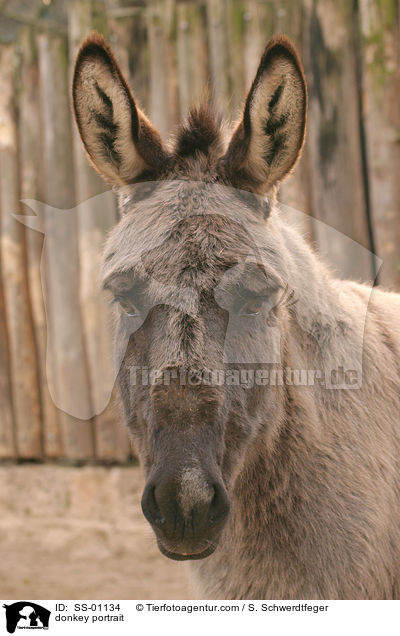 Esel Portrait / donkey portrait / SS-01134