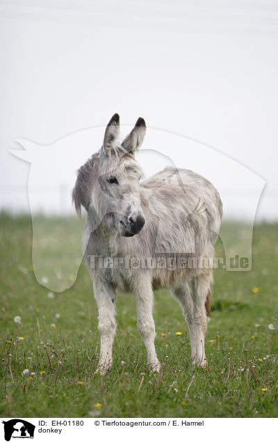 Esel / donkey / EH-01180