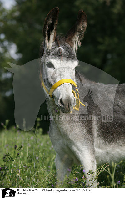 Esel / donkey / RR-16475