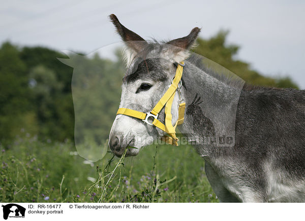 Esel Portrait / donkey portrait / RR-16477