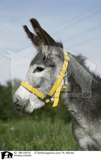 Esel Portrait / donkey portrait / RR-16479