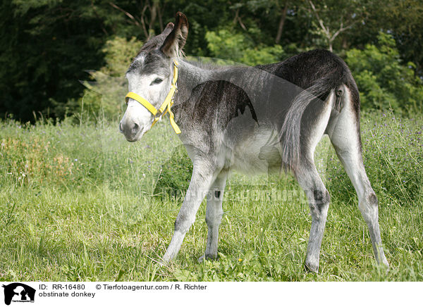 strrischer Esel / obstinate donkey / RR-16480
