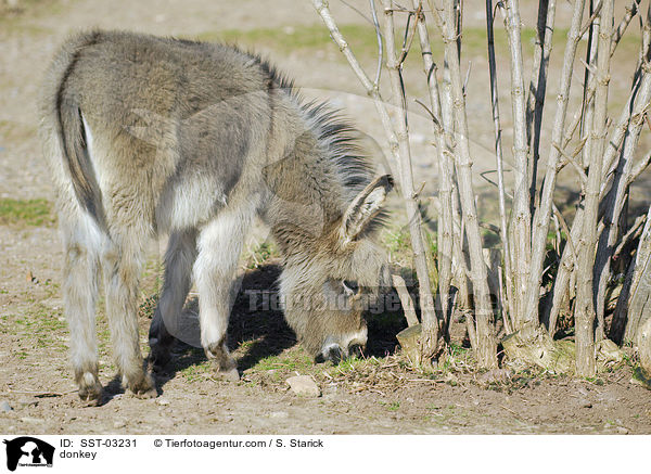 Esel / donkey / SST-03231