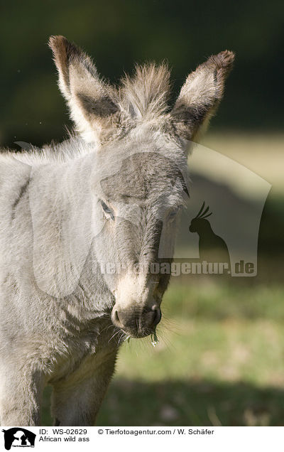 African wild ass / WS-02629