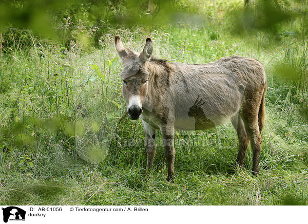 donkey / AB-01056