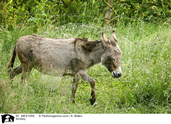 donkey / AB-01059