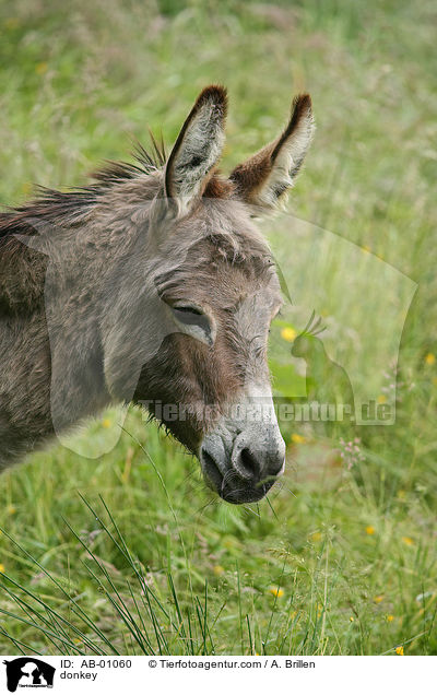 donkey / AB-01060