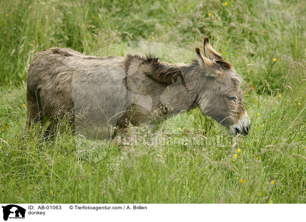 Esel / donkey / AB-01063
