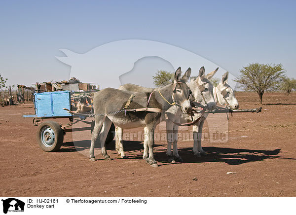 Donkey cart / HJ-02161