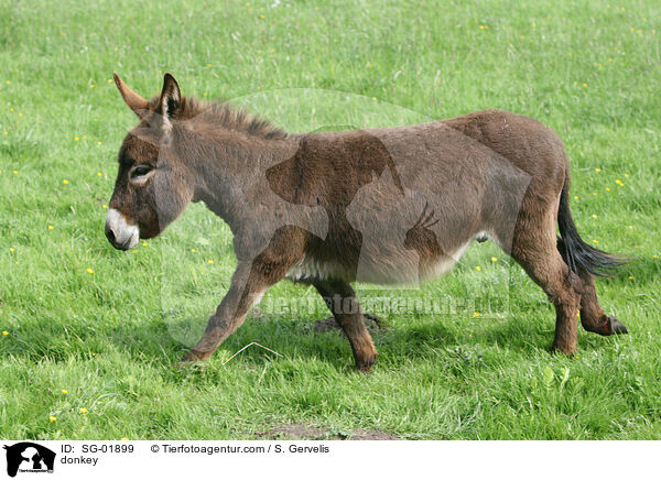 Esel / donkey / SG-01899