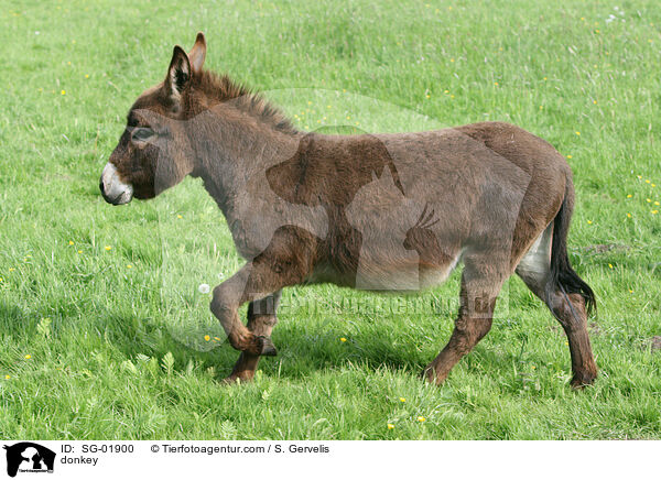 Esel / donkey / SG-01900