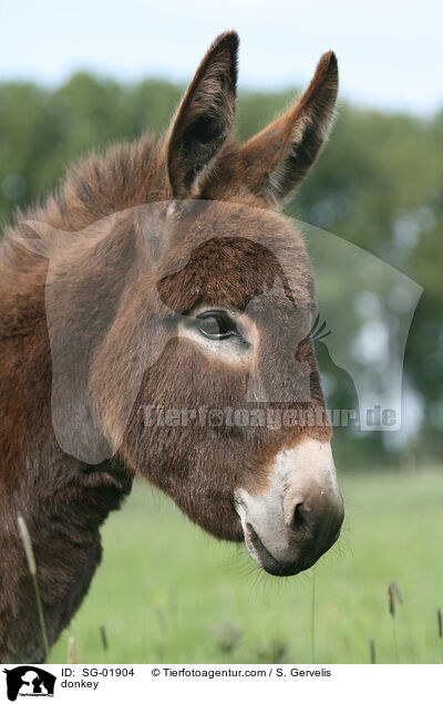 Esel / donkey / SG-01904