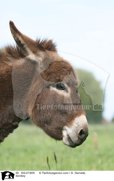 Esel / donkey / SG-01905
