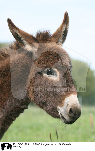 Esel / donkey / SG-01906