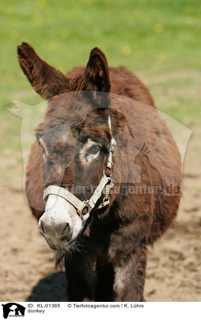 Esel / donkey / KL-01365