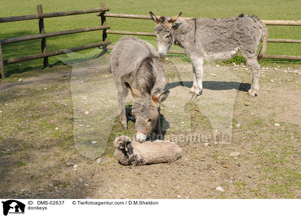 Esel / donkeys / DMS-02637