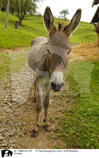 Esel / donkey / DMS-03123