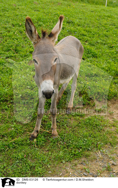 Esel / donkey / DMS-03126