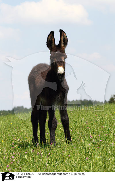 Eselfohlen / donkey foal / JH-12609
