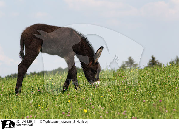 Eselfohlen / donkey foal / JH-12611