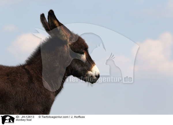 Eselfohlen / donkey foal / JH-12613