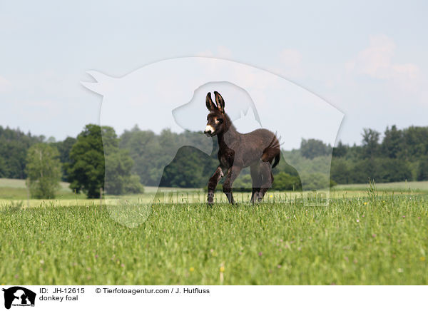 Eselfohlen / donkey foal / JH-12615