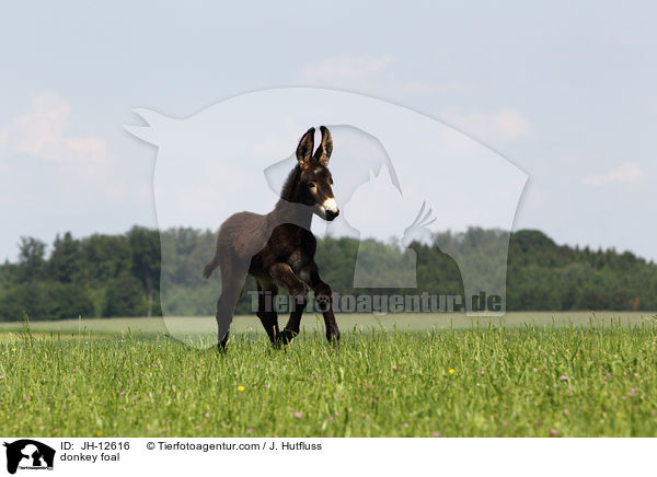 Eselfohlen / donkey foal / JH-12616