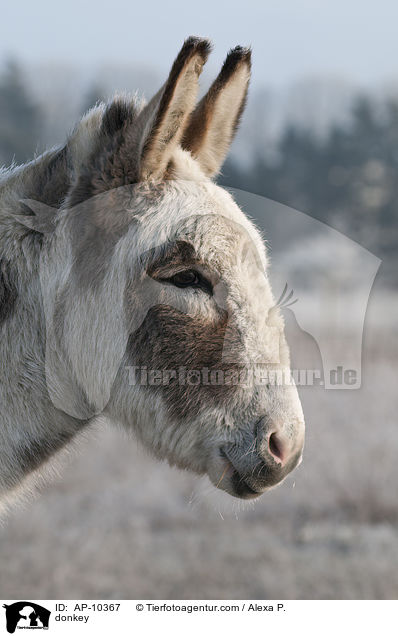 donkey / AP-10367