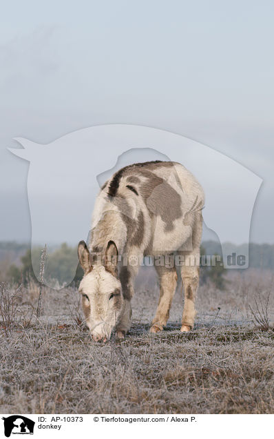 donkey / AP-10373