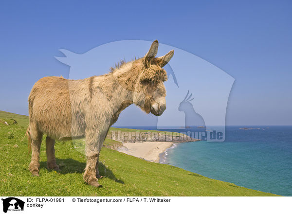 Esel / donkey / FLPA-01981