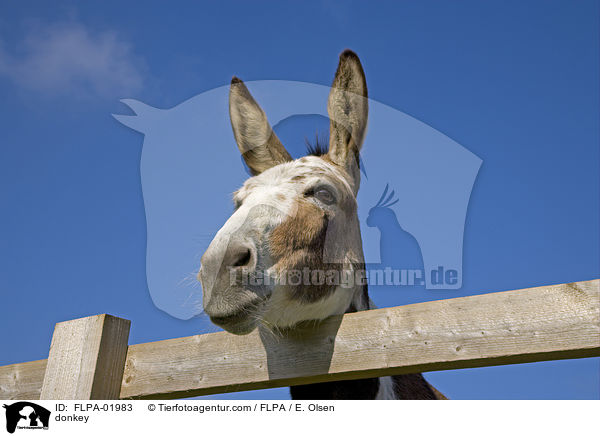 Esel / donkey / FLPA-01983