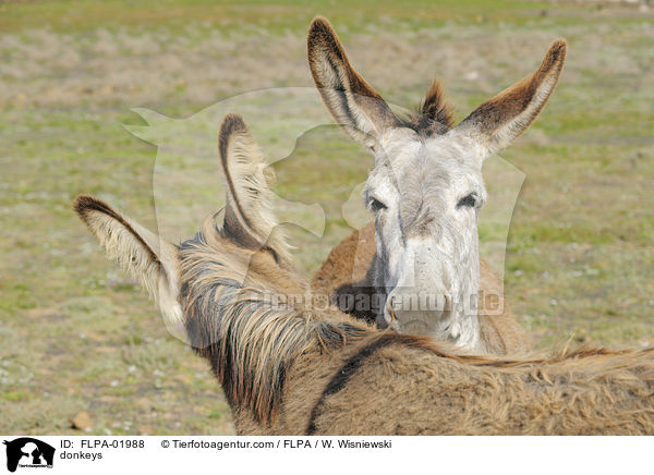 Esel / donkeys / FLPA-01988