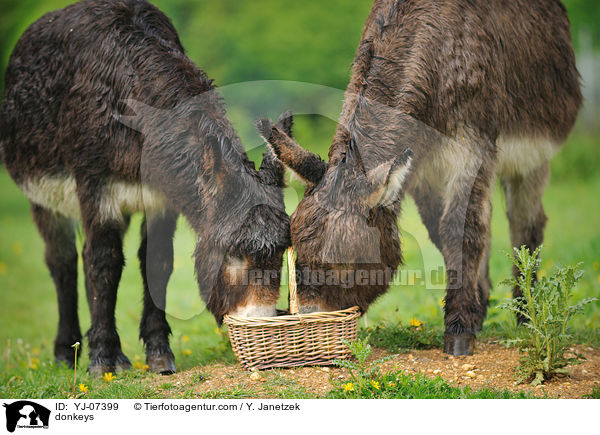 Esel / donkeys / YJ-07399