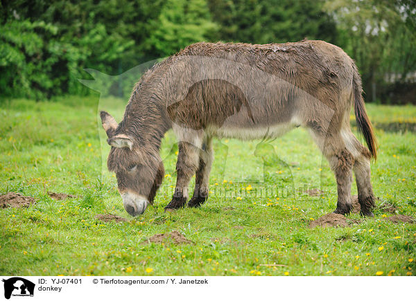 Esel / donkey / YJ-07401