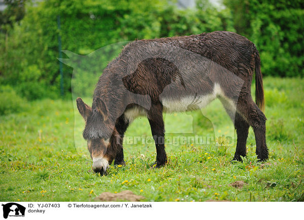 Esel / donkey / YJ-07403