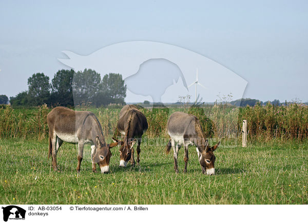 Esel / donkeys / AB-03054